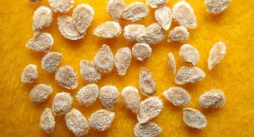 Jak připravit semena rajčat pro výsadbu sazenic, zpracování a namáčení